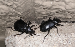 Calosoma marginale