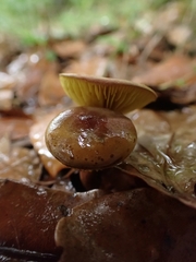 Phylloporus phaeoxanthus