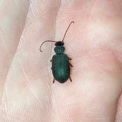 Chlaenius leucoscelis