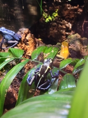 Dendrobates tinctorius