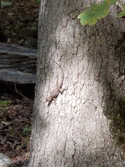 Sceloporus consobrinus