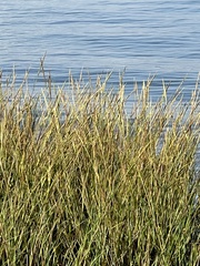 Sporobolus virginicus