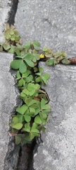 Oxalis corniculata