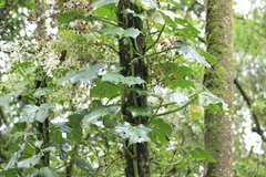 Begonia convolvulacea