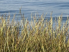 Sporobolus virginicus