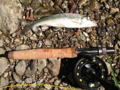 Semotilus corporalis