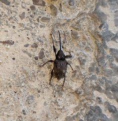 Curculionoidea