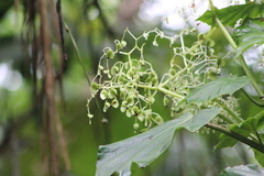 Begonia convolvulacea