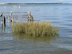 Sporobolus virginicus