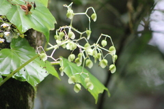 Begonia convolvulacea