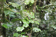 Begonia convolvulacea