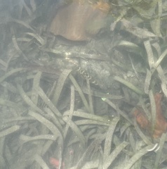 Sphoeroides testudineus