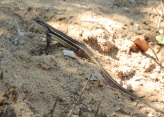 Psammodromus algirus