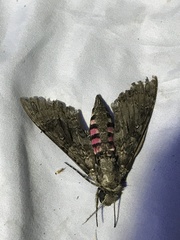 Agrius cingulata