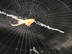 Uloborus