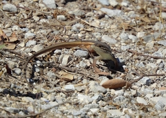 Psammodromus algirus