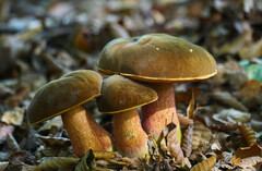 Neoboletus erythropus