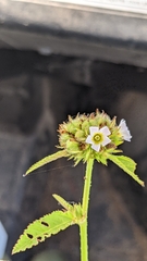 Melochia corchorifolia