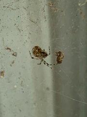 Parasteatoda