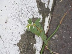 Euphorbia hirta