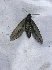 Sphinx asellus