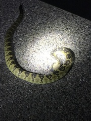 Crotalus molossus molossus