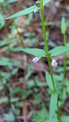 Scutellaria racemosa