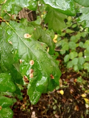 Neuroterus numismalis