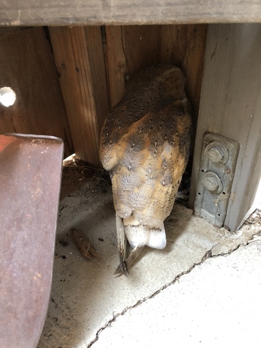 iNaturalist observation photo of American Barn Owl