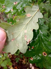 Neuroterus numismalis