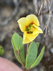Roepera maritima