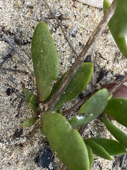 Roepera maritima
