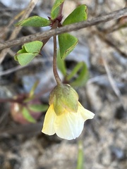 Roepera maritima