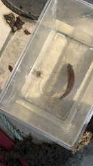 Tautogolabrus adspersus