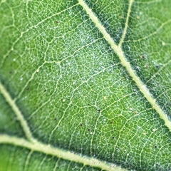 Erysiphaceae