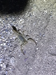 Paravaejovis confusus