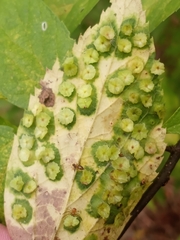 Pachypsylla celtidisasterisca