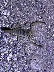 Paravaejovis confusus