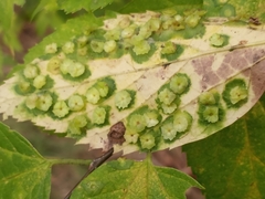 Pachypsylla celtidisasterisca