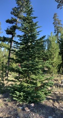 Abies lasiocarpa