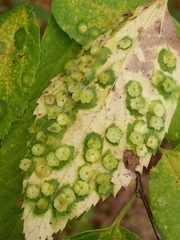 Pachypsylla celtidisasterisca