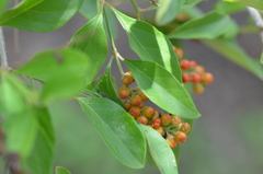 Citharexylum berlandieri
