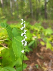 Spiranthes tuberosa