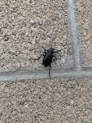 Calosoma peregrinator