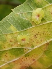 Pachypsylla celtidisasterisca