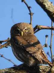 Glaucidium brasilianum