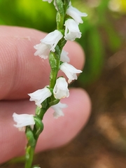 Spiranthes tuberosa