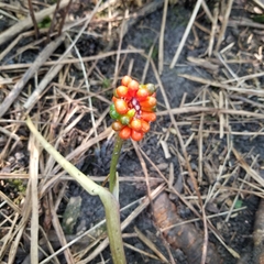 Arisaema triphyllum