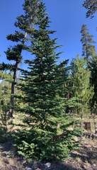 Abies lasiocarpa