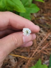 Spiranthes tuberosa